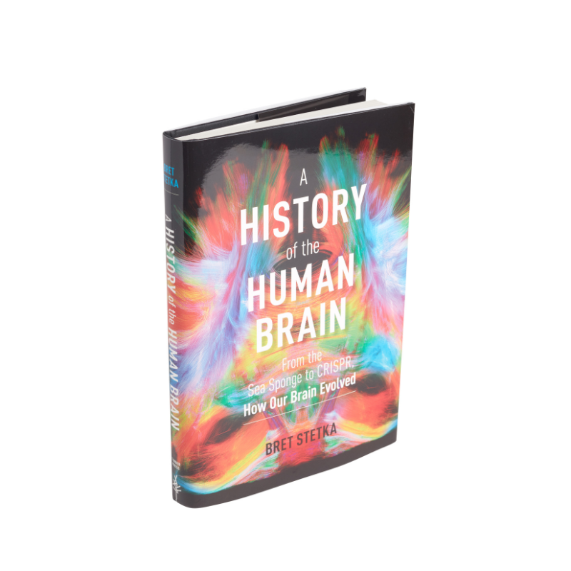 History of the Human Brain